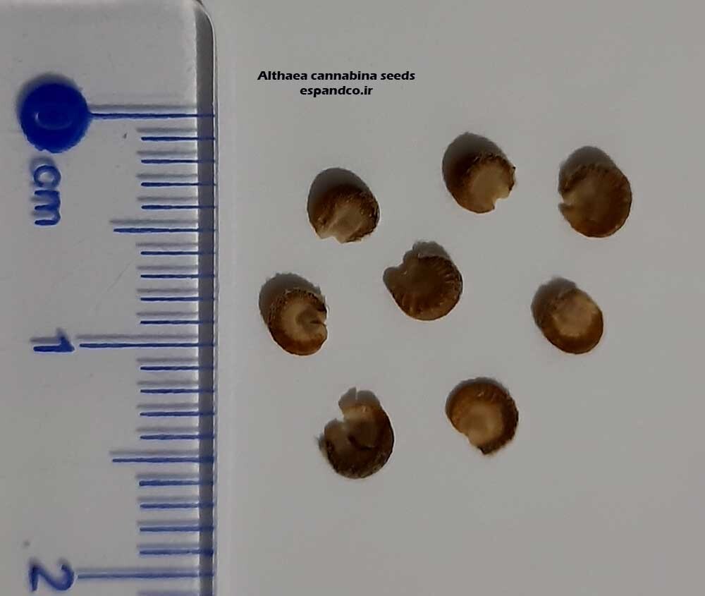 Althaea cannabina seeds